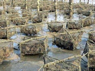 “If a grain of sand, parasite or other foreign particle
becomes trapped between the mantle and the shells’ inner
surface, a pearl may form over a period of years. Natural pearl
formation is a fairly rare event; perhaps only one oyster in 1,000 is
likely to harbor a valuable pearl naturally”
 