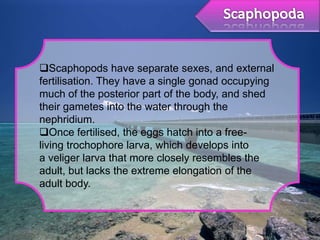 Scaphopods have separate sexes, and external
fertilisation. They have a single gonad occupying
much of the posterior part of the body, and shed
their gametes into the water through the
nephridium.
Once fertilised, the eggs hatch into a free-
living trochophore larva, which develops into
a veliger larva that more closely resembles the
adult, but lacks the extreme elongation of the
adult body.
 