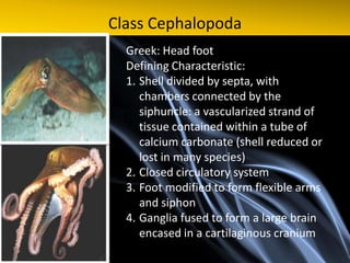 Class Cephalopoda
  Greek: Head foot
  Defining Characteristic:
  1. Shell divided by septa, with
     chambers connected by the
     siphuncle: a vascularized strand of
     tissue contained within a tube of
     calcium carbonate (shell reduced or
     lost in many species)
  2. Closed circulatory system
  3. Foot modified to form flexible arms
     and siphon
  4. Ganglia fused to form a large brain
     encased in a cartilaginous cranium
 