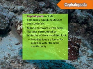 • Cephalopods include
  octopuses, squid, nautiluses
  and cuttlefish.
• Marine carnivores with beak-
  like jaws surrounded by
  tentacles of their modified foot.
   – Modified foot is a funnel for
     expelling water from the
     mantle cavity.
 