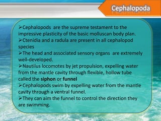 Cephalopods are the supreme testament to the
impressive plasticity of the basic molluscan body plan.
Ctenidia and a radula are present in all cephalopod
species
The head and associated sensory organs are extremely
well-developed.
Nautilus locomotes by jet propulsion, expelling water
from the mantle cavity through flexible, hollow tube
called the siphon or funnel
Cephalopods swim by expelling water from the mantle
cavity through a ventral funnel.
They can aim the funnel to control the direction they
are swimming.
 