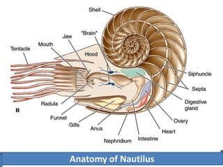 Anatomy of Nautilus
 