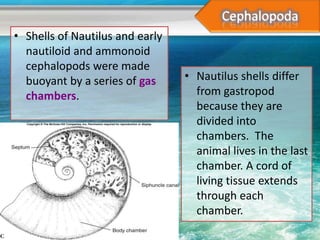 • Shells of Nautilus and early
  nautiloid and ammonoid
  cephalopods were made
  buoyant by a series of gas     • Nautilus shells differ
  chambers.                        from gastropod
                                   because they are
                                   divided into
                                   chambers. The
                                   animal lives in the last
                                   chamber. A cord of
                                   living tissue extends
                                   through each
                                   chamber.
 