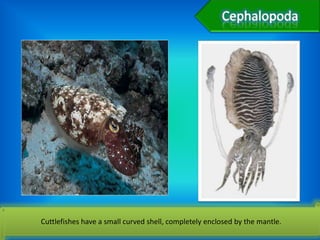Cuttlefishes have a small curved shell, completely enclosed by the mantle.
 