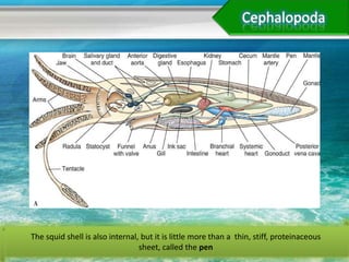 The squid shell is also internal, but it is little more than a thin, stiff, proteinaceous
                                 sheet, called the pen
 