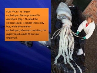 FUN FACT: The largest
cephalopod Mesonychoteuthis
hamiltoni, (Fig. 17) called the
colossal squid, is longer than a city
bus, while the smallest
cephalopod, Idiosepius notoides, the
pygmy squid, could fit on your
fingernail.
 