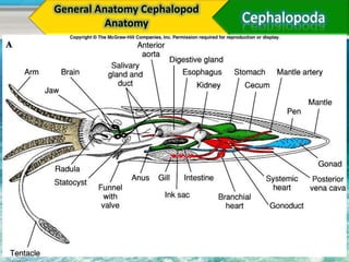 General Anatomy Cephalopod
         Anatomy
 