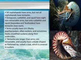 All cephalopods have arms, but not all
cephalopods have tentacles .
Octopuses, cuttlefish, and squid have eight
non-retractable arms, but only cuttlefish and
squid (Sepioidea and Teuthoidea) have
tentacles (two each).
Arms usually have cirri (fleshy
papillae/palps), often suckers, and sometimes
hooks (modified suckers) along their
undersides.
 Tentacles are longer than arms, are
retractable, and usually have a blade-shaped
or flattened tip, called a club, which is covered
in suckers
 