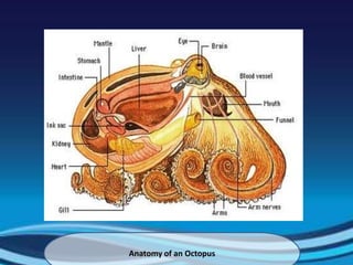 Anatomy of an Octopus
 