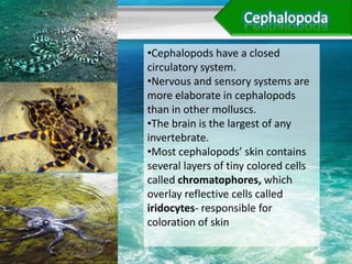 •Cephalopods have a closed
circulatory system.
•Nervous and sensory systems are
more elaborate in cephalopods
than in other molluscs.
•The brain is the largest of any
invertebrate.
•Most cephalopods’ skin contains
several layers of tiny colored cells
called chromatophores, which
overlay reflective cells called
iridocytes- responsible for
coloration of skin
 