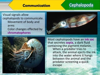 Communication

Visual signals allow
cephalopods to communicate.
    Movement of body and
    arms
    Color changes effected by
    chromatophores

                                Most cephalopods have an ink sac
                                that secretes sepia, a dark fluid
                                containing the pigment melanin.
                                    When a predator tries to
                                    attack, the animal ejects the ink
                                    into the water where it hangs
                                    between the animal and the
                                    predator screening a quick
                                    escape
 