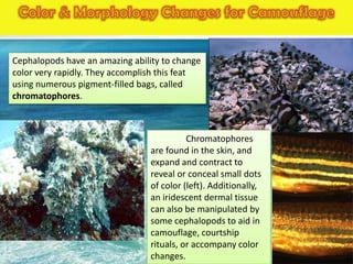 Cephalopods have an amazing ability to change
color very rapidly. They accomplish this feat
using numerous pigment-filled bags, called
chromatophores.



                                           Chromatophores
                                 are found in the skin, and
                                 expand and contract to
                                 reveal or conceal small dots
                                 of color (left). Additionally,
                                 an iridescent dermal tissue
                                 can also be manipulated by
                                 some cephalopods to aid in
                                 camouflage, courtship
                                 rituals, or accompany color
                                 changes.
 