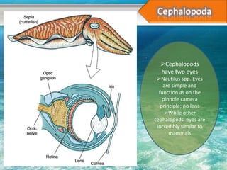 Cephalopods
  have two eyes
 Nautilus spp. Eyes
    are simple and
  function as on the
    pinhole camera
   principle; no lens
     While other
cephalopods eyes are
 incredibly similar to
       mammals
 