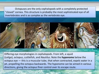 Octopuses are the only cephalopods with a completely protected
"closed" cornea. This structure is probably the most sophisticated eye of all
invertebrates and is as complex as the vertebrate eye.




Differing eye morphologies in cephalopods. From left, a squid
(Loligo), octopus, cuttlefish, and Nautilus. Note the hyponome below the
octopus eye — this is a muscular tube, that when contracted, expels water in a
jet, propelling the octopus backwards. The hyponome can be aimed in various
directions, giving the octopus finer control over its escape route.
 