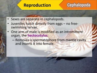 Reproduction

• Sexes are separate in cephalopods.
• Juveniles hatch directly from eggs – no free-
  swimming larvae.
• One arm of male is modified as an intromittent
  organ, the hectocotylus.
   – Removes a spermatophore from mantle cavity
     and inserts it into female.
 