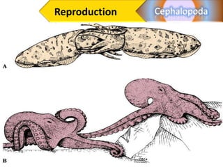 Reproduction
 
