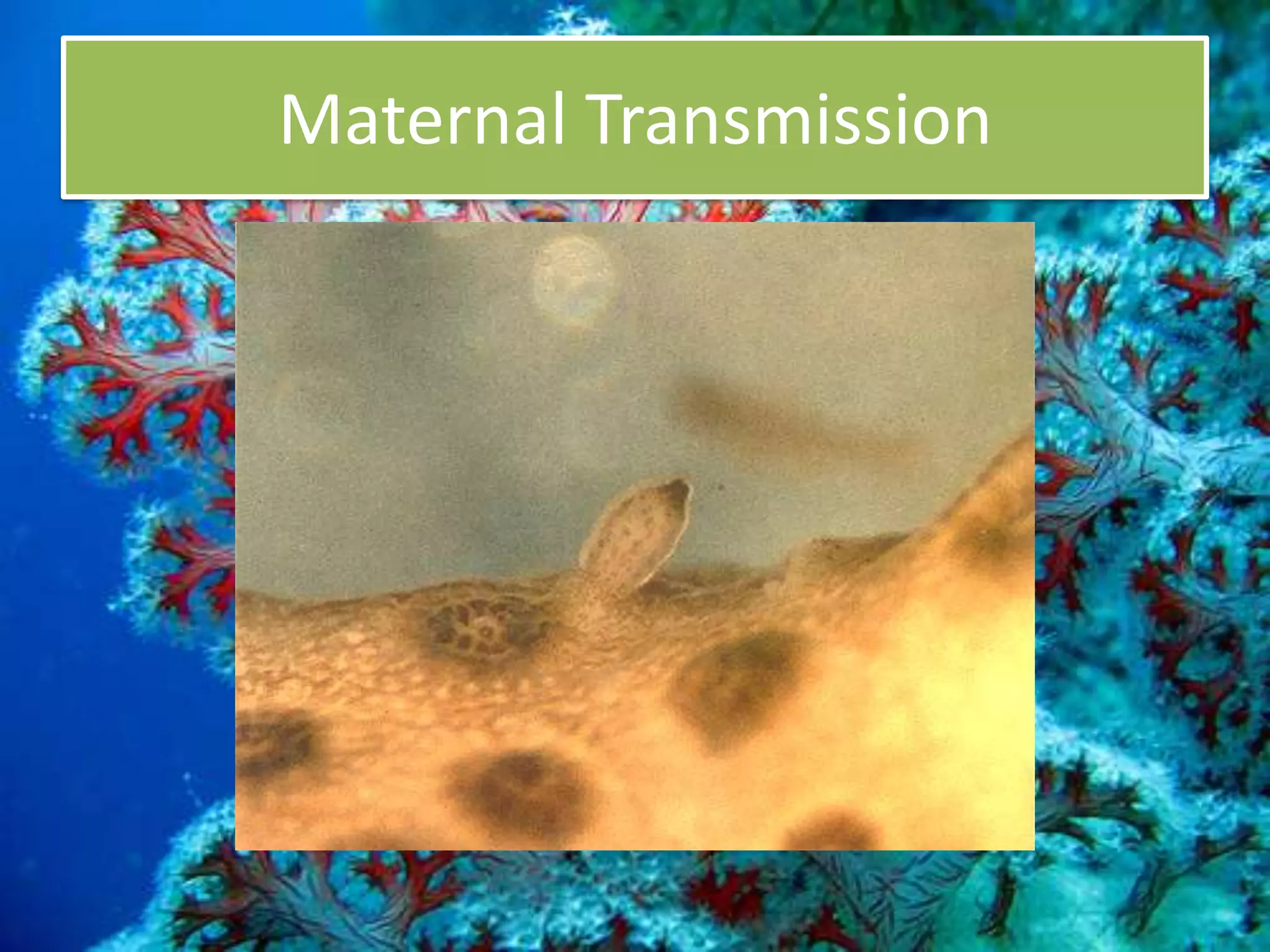 zooxanthellae | PPTX