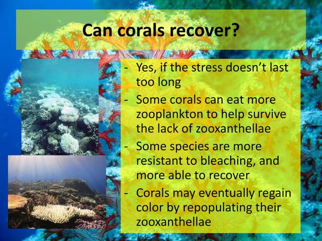 zooxanthellae | PPTX | Zoos & Aquariums | Attractions