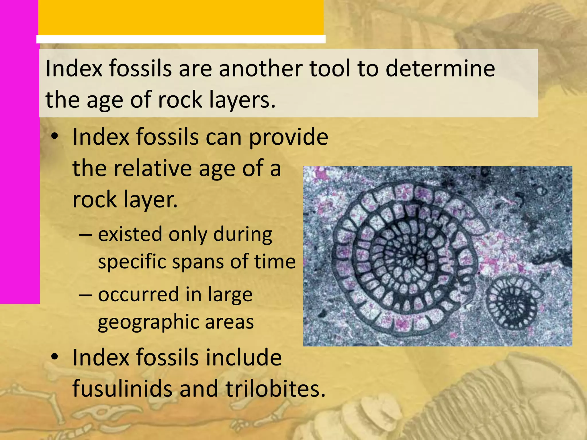 Index fossils are another tool to determine
the age of rock layers.
 • Index fossils can provide
   the relative age of a
   rock layer.
   – existed only during
     specific spans of time
   – occurred in large
     geographic areas
• Index fossils include
  fusulinids and trilobites.
 