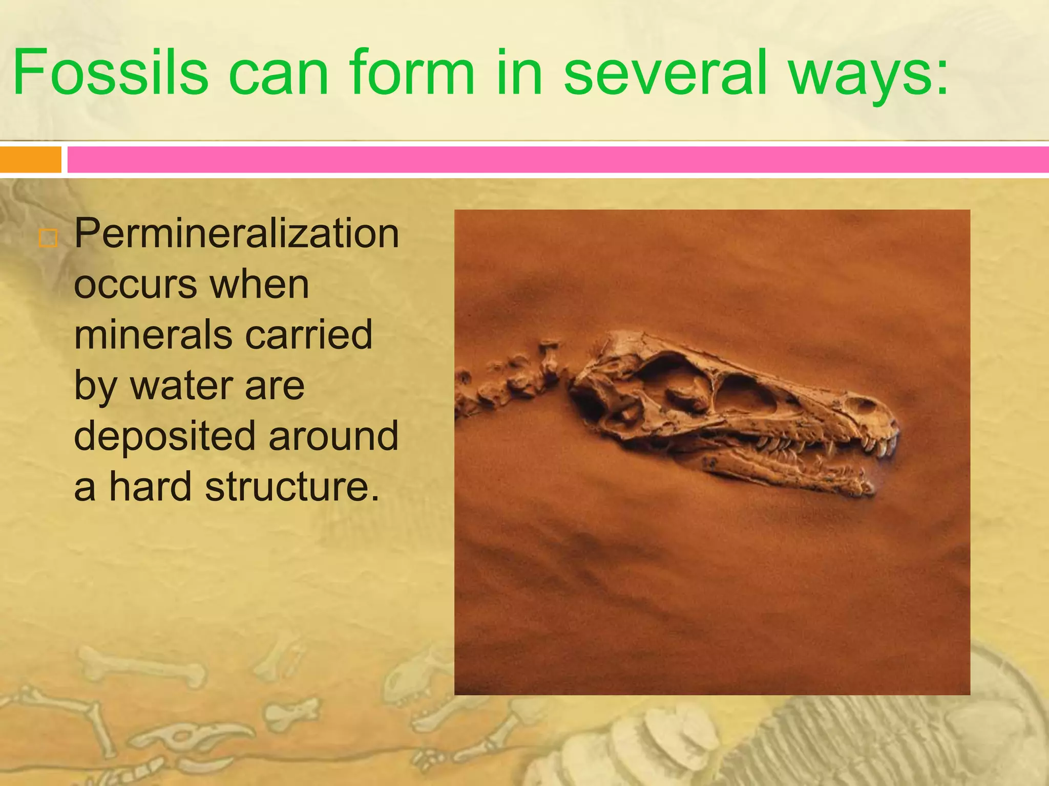 Fossils can form in several ways:

   Permineralization
    occurs when
    minerals carried
    by water are
    deposited around
    a hard structure.
 