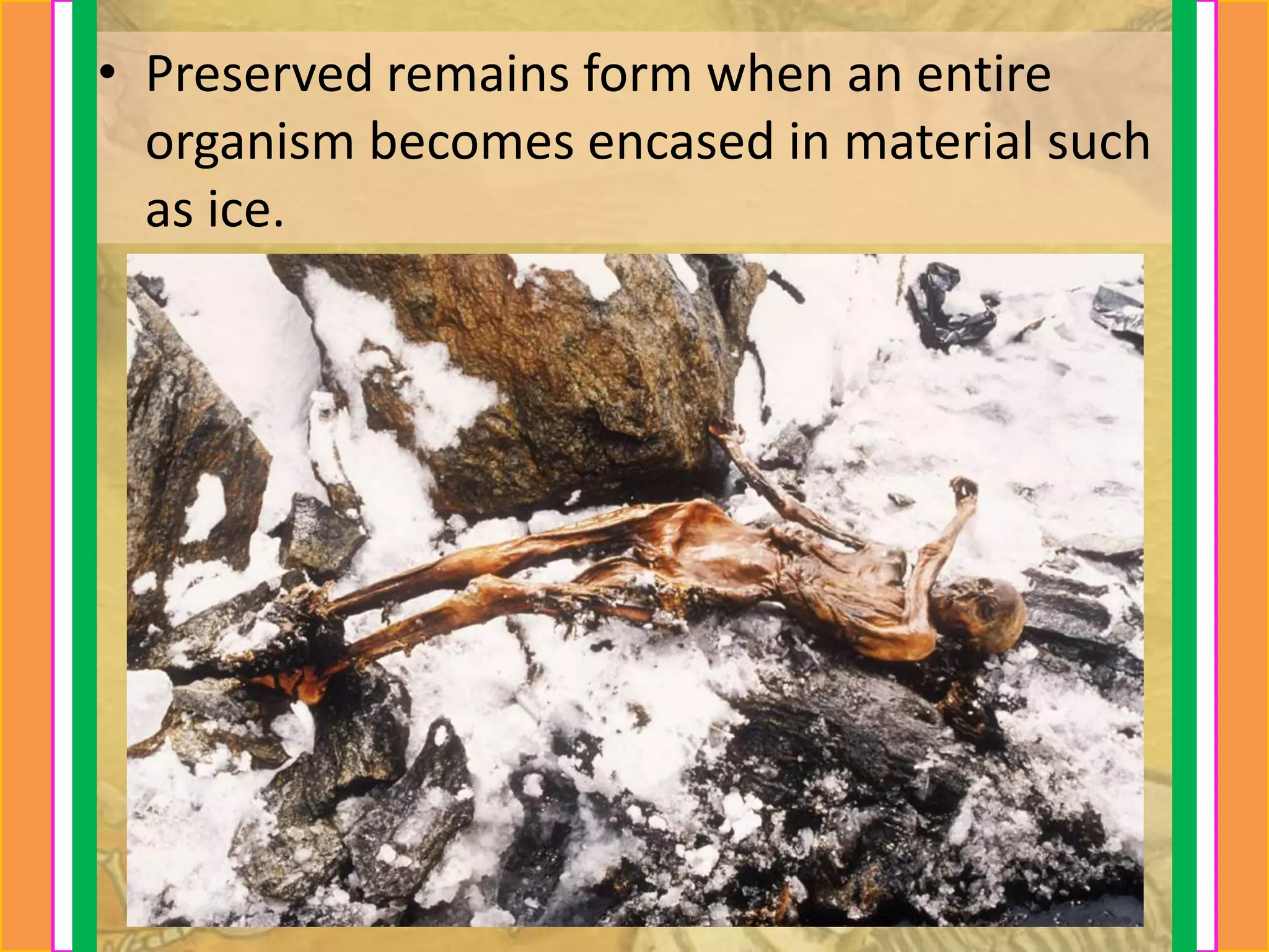 • Preserved remains form when an entire
  organism becomes encased in material such
  as ice.
 