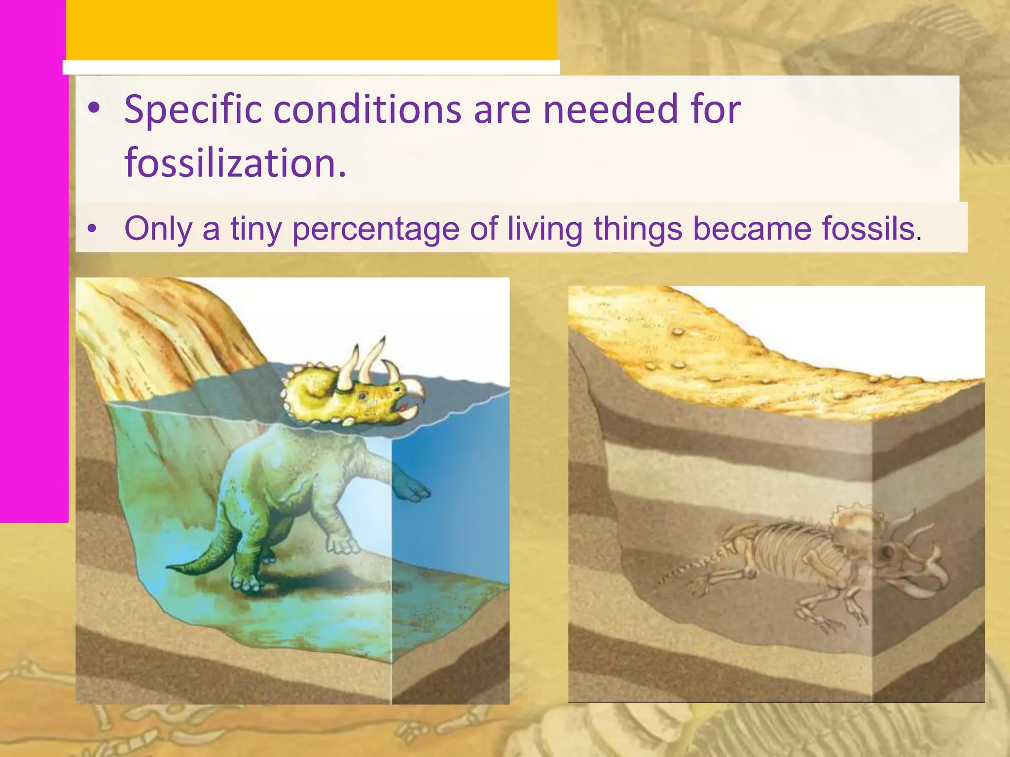 • Specific conditions are needed for
  fossilization.
• Only a tiny percentage of living things became fossils.
 