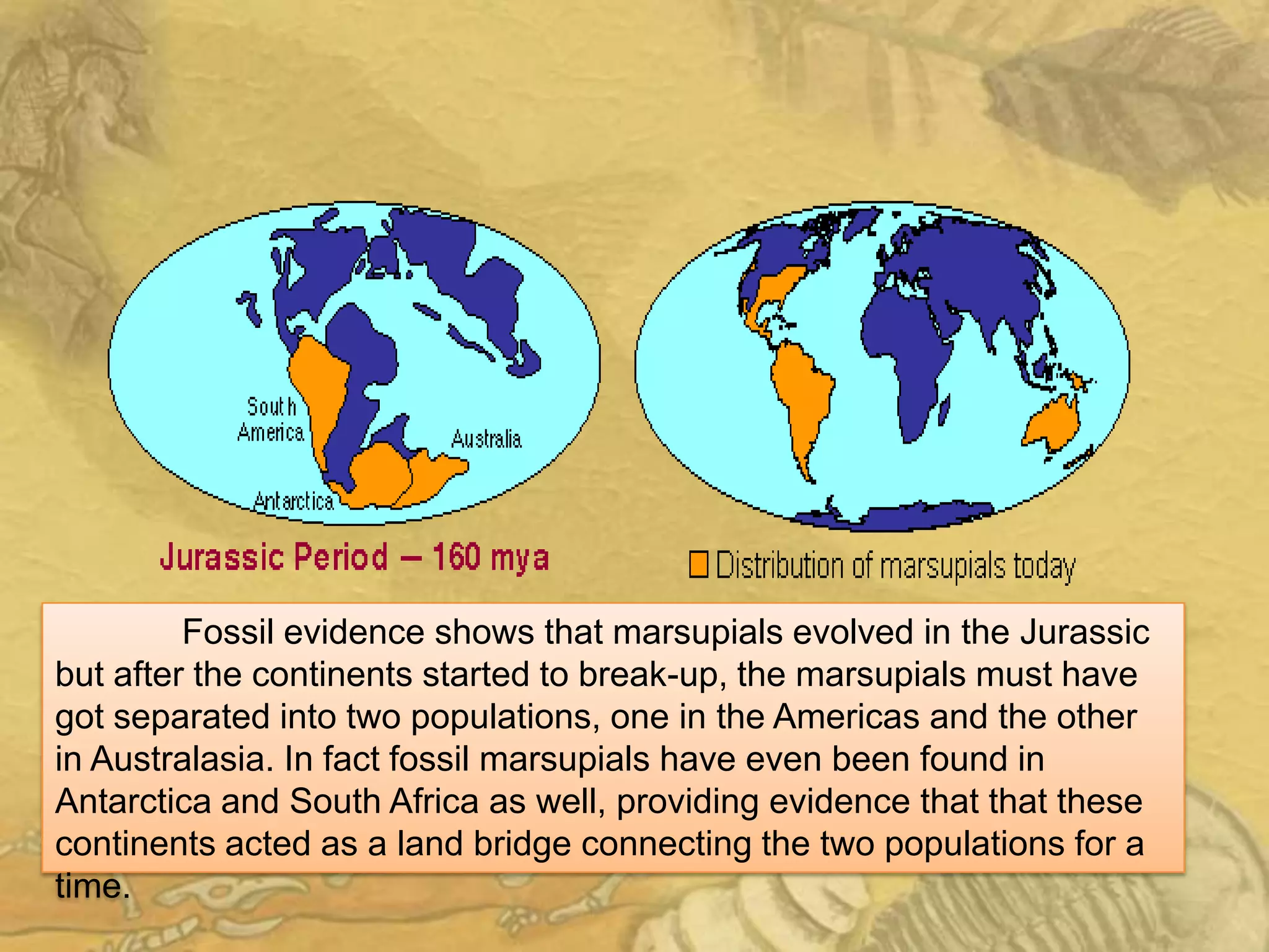 Fossil evidence shows that marsupials evolved in the Jurassic
but after the continents started to break-up, the marsupials must have
got separated into two populations, one in the Americas and the other
in Australasia. In fact fossil marsupials have even been found in
Antarctica and South Africa as well, providing evidence that that these
continents acted as a land bridge connecting the two populations for a
time.
 
