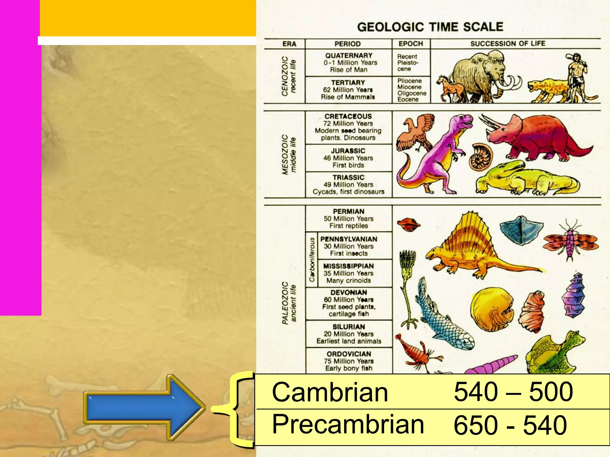 Cambrian      540 – 500
Precambrian   650 - 540
 