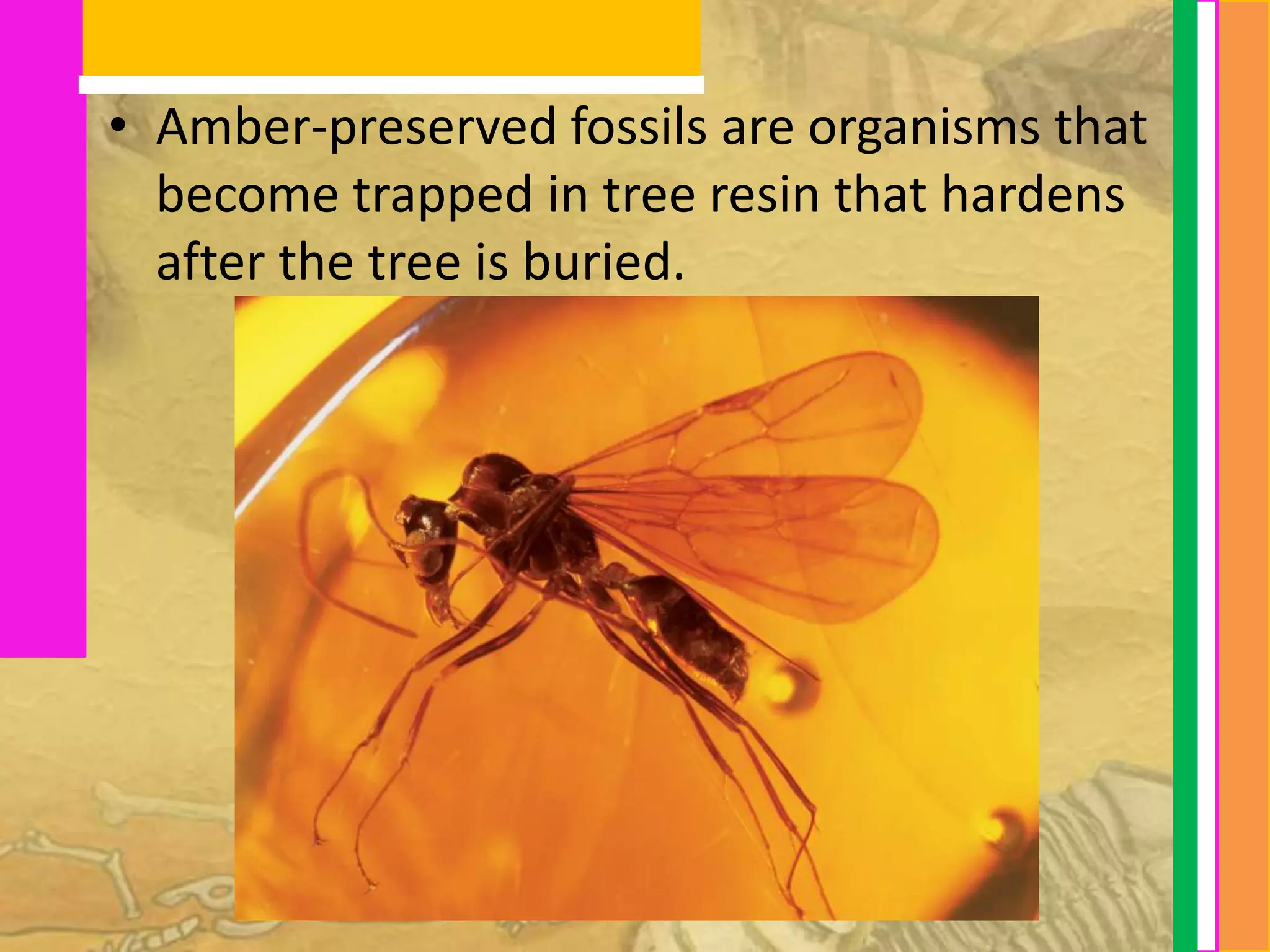 • Amber-preserved fossils are organisms that
  become trapped in tree resin that hardens
  after the tree is buried.
 