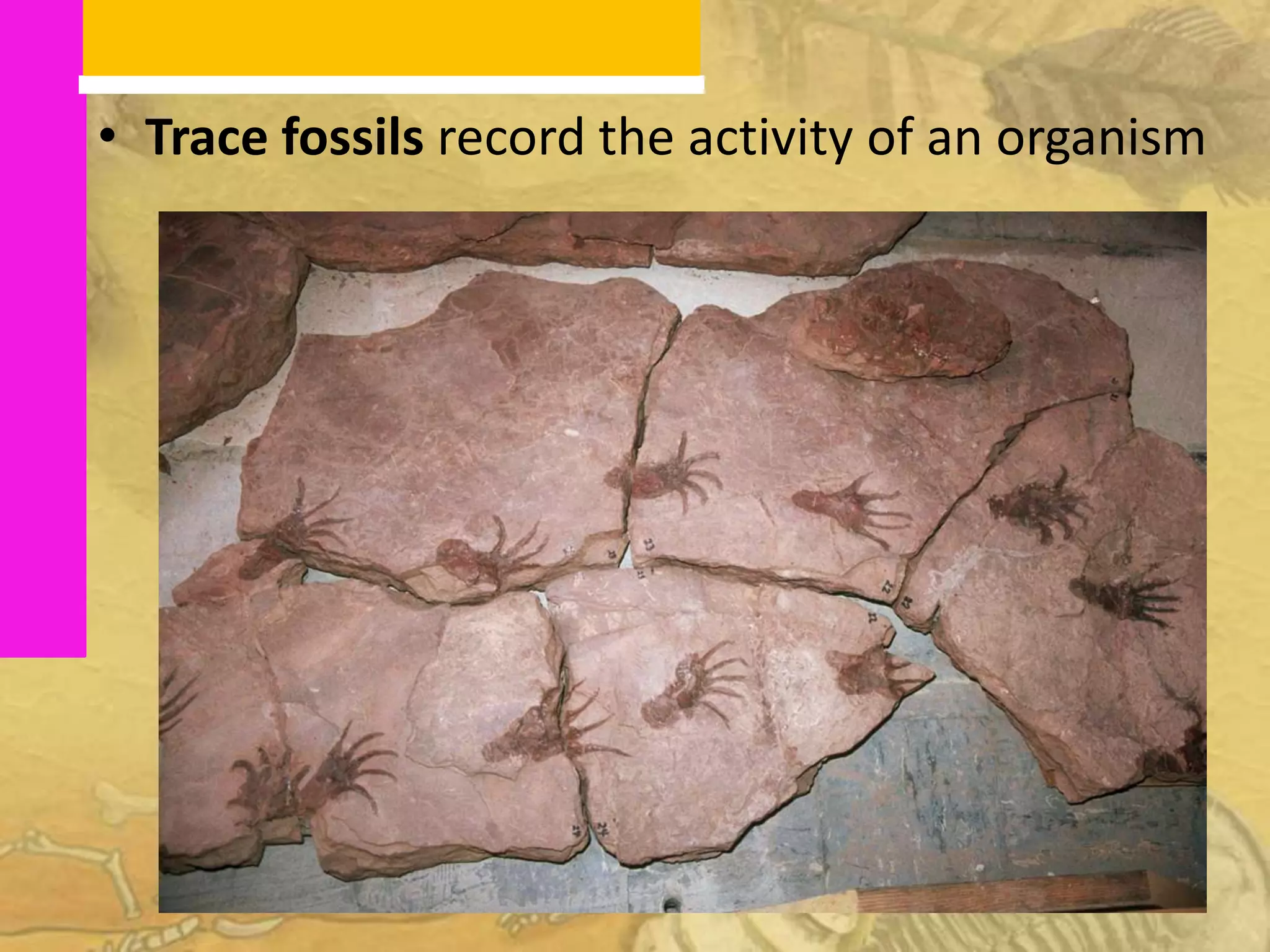 • Trace fossils record the activity of an organism
 