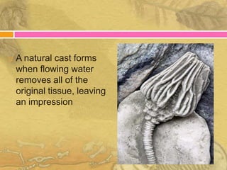    A natural cast forms
    when flowing water
    removes all of the
    original tissue, leaving
    an impression
 