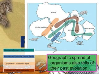Geographic spread of
 organisms also tells of
 their past evolution.
 