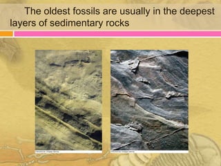 The oldest fossils are usually in the deepest
layers of sedimentary rocks
 