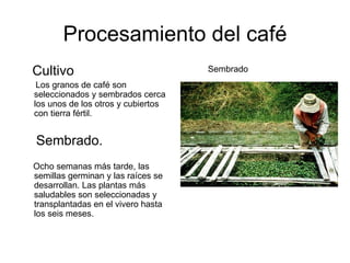 Procesamiento del café Cultivo Los granos de café son seleccionados y sembrados cerca los unos de los otros y cubiertos con tierra fértil. Sembrado. Ocho semanas más tarde, las semillas germinan y las raíces se desarrollan. Las plantas más saludables son seleccionadas y transplantadas en el vivero hasta los seis meses. Sembrado 