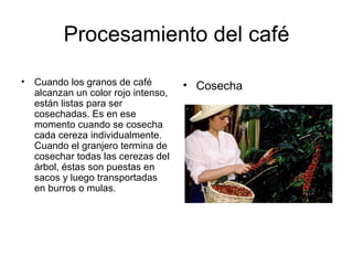 Procesamiento del café Cuando los granos de café alcanzan un color rojo intenso, están listas para ser cosechadas. Es en ese momento cuando se cosecha cada cereza individualmente. Cuando el granjero termina de cosechar todas las cerezas del árbol, éstas son puestas en sacos y luego transportadas en burros o mulas. Cosecha 