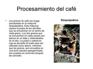 Procesamiento del café Los granos de café son luego procesadas en la máquina despulpadora. Esta máquina separa la pulpa de las semillas que se encuentran en el centro de cada grano. Los dos granos que se encuentran en cada cereza son planos en un lado y redondeados en el otro. La pulpa o cobertura roja es devuelta al suelo para ser utilizada como abono, mientras que los granos, aún envueltos en una dura cáscara apergaminada, son puestos en enormes tanques de concreto. Despulpadora 
