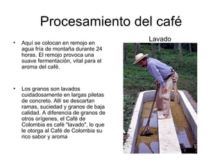 Aquí se colocan en remojo en agua fría de montaña durante 24 horas. El remojo provoca una suave fermentación, vital para el aroma del café.  Los granos son lavados cuidadosamente en largas piletas de concreto. Allí se descartan ramas, suciedad y granos de baja calidad. A diferencia de granos de otros orígenes, el Café de Colombia es café "lavado", lo que le otorga al Café de Colombia su rico sabor y aroma Lavado Procesamiento del café 