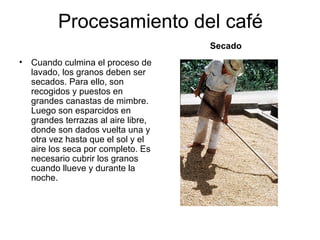 Procesamiento del café Cuando culmina el proceso de lavado, los granos deben ser secados. Para ello, son recogidos y puestos en grandes canastas de mimbre. Luego son esparcidos en grandes terrazas al aire libre, donde son dados vuelta una y otra vez hasta que el sol y el aire los seca por completo. Es necesario cubrir los granos cuando llueve y durante la noche.  Secado 