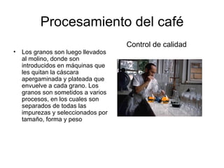 Procesamiento del café Los granos son luego llevados al molino, donde son introducidos en máquinas que les quitan la cáscara apergaminada y plateada que envuelve a cada grano. Los granos son sometidos a varios procesos, en los cuales son separados de todas las impurezas y seleccionados por tamaño, forma y peso  Control de calidad 