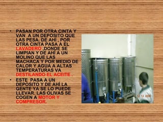 PASAN POR OTRA CINTA Y VAN  A UN DEPOSITO QUE LAS PESA. DE AHÍ , POR OTRA CINTA PASA A EL  LAVADERO  ,DONDE SE LIMPIAN Y DE AHÍ A UN MOLINO QUE LAS MACHACA Y POR MEDIO DE CALOR Y AGUA A ALTAS TEMPERATURAS VA  DESTILANDO EL ACEITE .   ESTE  PASA A UN DEPOSITO Y DE AHÍ LA GENTE YA SE LO PUEDE LLEVAR. LAS OLIVAS SE COGEN A  MOTOR Y COMPRESOR. 