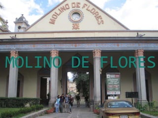 MOLINO DE FLORES
 