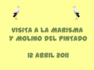 VISITA A LA MARISMA  Y MOLINO DEL PINTADO 12 ABRIL 2011 