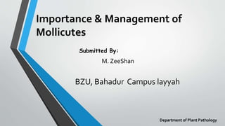 Importance & Management of
Mollicutes
Submitted By:
M. ZeeShan
BZU, Bahadur Campus layyah
Department of Plant Pathology
 