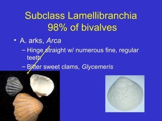 Filibranchia Mollusc | PPT