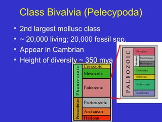 Class Bivalvia (Pelecypoda)
• 2nd largest mollusc class
• ~ 20,000 living; 20,000 fossil spp.
• Appear in Cambrian
• Height of diversity ~ 350 mya
 