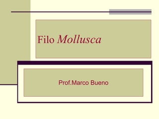 Filo  Mollusca Prof.Marco Bueno 