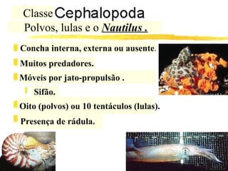 Classe Polvos, lulas e o  Nautilus . Concha interna, externa ou ausente . Muitos predadores.  Móveis por jato-propulsão .   Sifão. Oito (polvos) ou 10 tentáculos (lulas). Presença de rádula.   