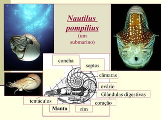 Nautilus  pompilius (um submarino) concha septos câmaras ovário Glândulas digestivas Manto coração rim tentáculos 