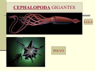 CEPHALOPODA  GIGANTES LULA POLVO 