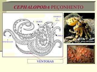 AMARELO  E  AZUL CABEÇA OLHOS 8 TENTÁCULOS VENTOSAS CEPHALOPODA  PEÇONHENTO 